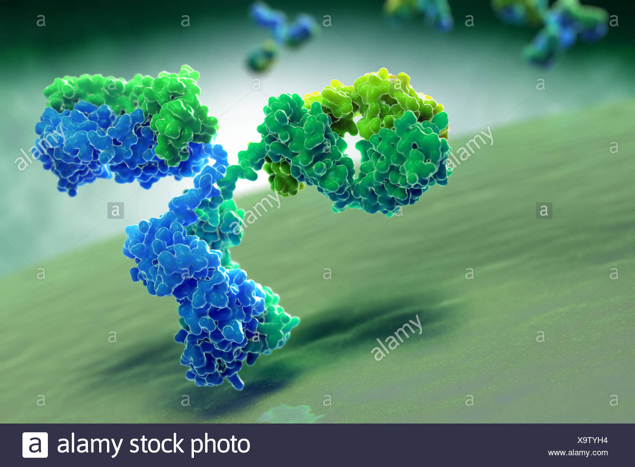 Antibody Molecule High Resolution Stock Photography and Images Alamy