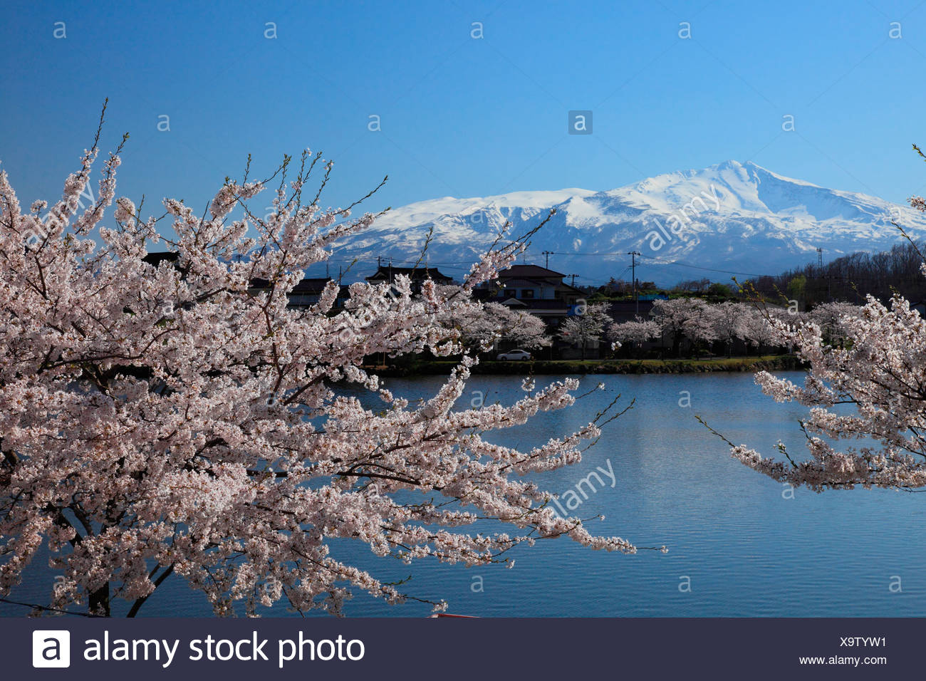 Cherry Blossoms At Seishi Park And Mount Chokai Nikaho Akita Japan Stock Photo Alamy