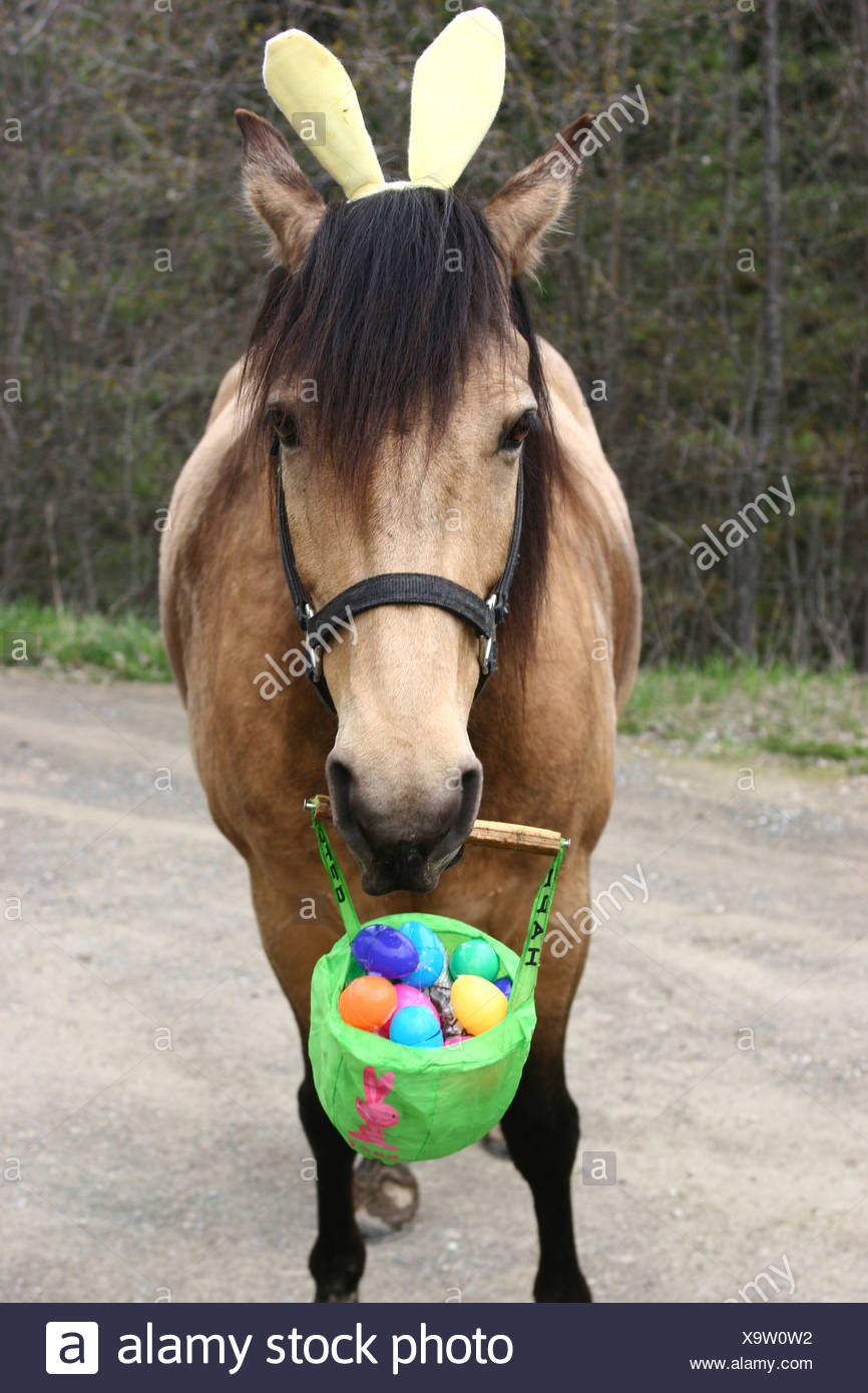 Bunny Ears And Adult High Resolution Stock Photography and Images Alamy