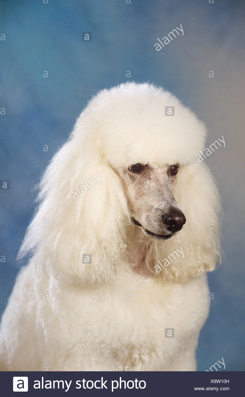 white giant dog