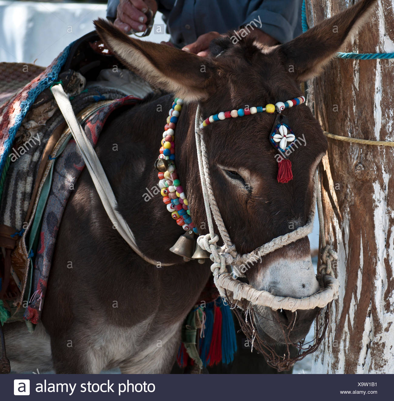 donkey earrings