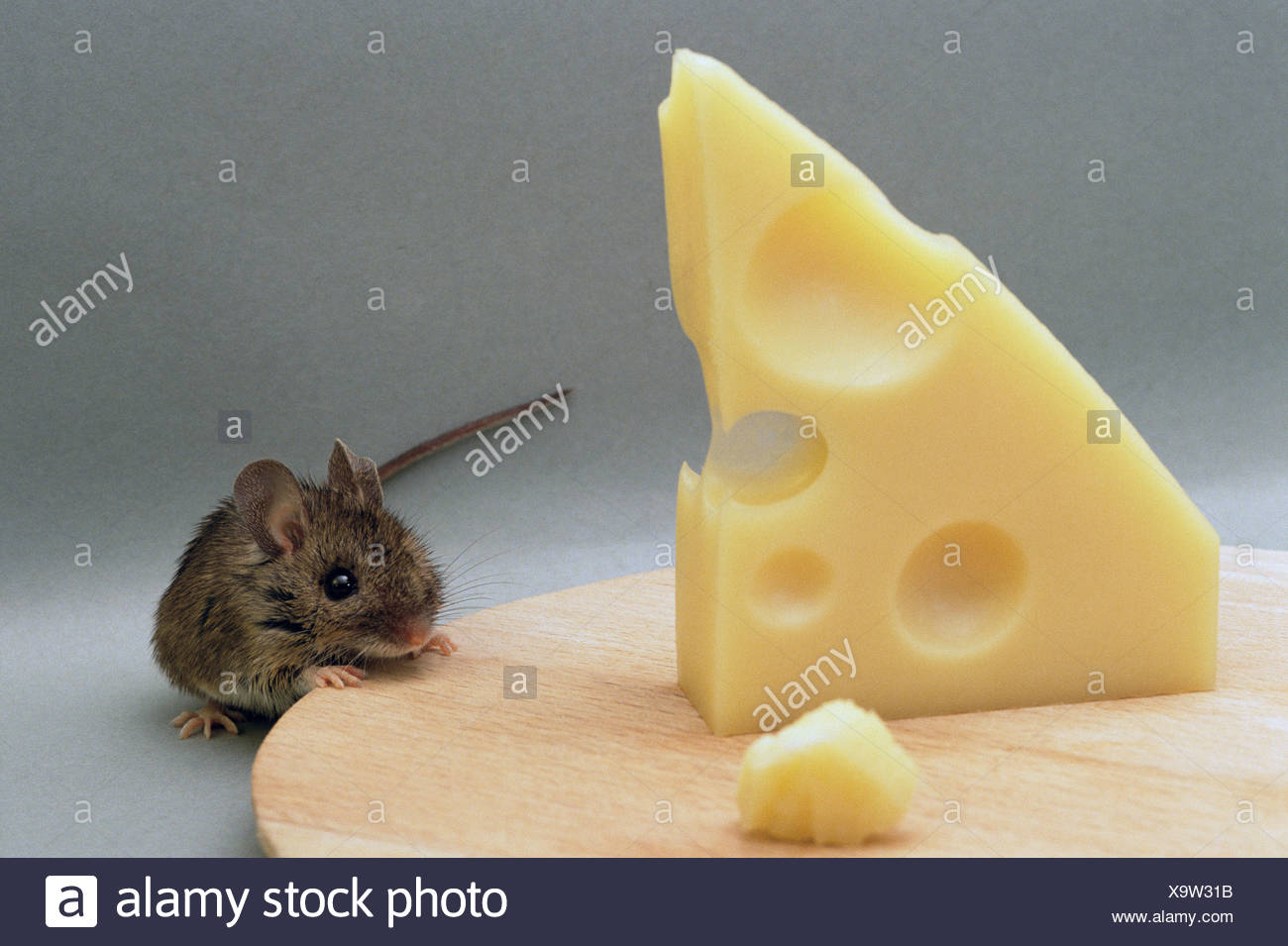 Mouse Eating Swiss Cheese High Resolution Stock Photography and Images