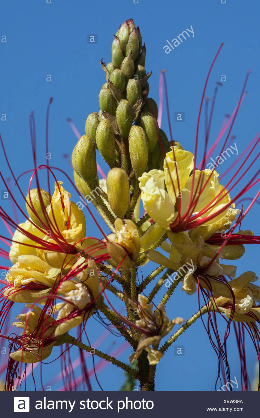 Yellow Desert Shrub Stock Photos & Yellow Desert Shrub Stock Images Alamy