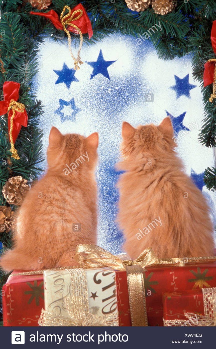 British Shorthair Two Red Tabby Kittens Sitting On Gift Boxes