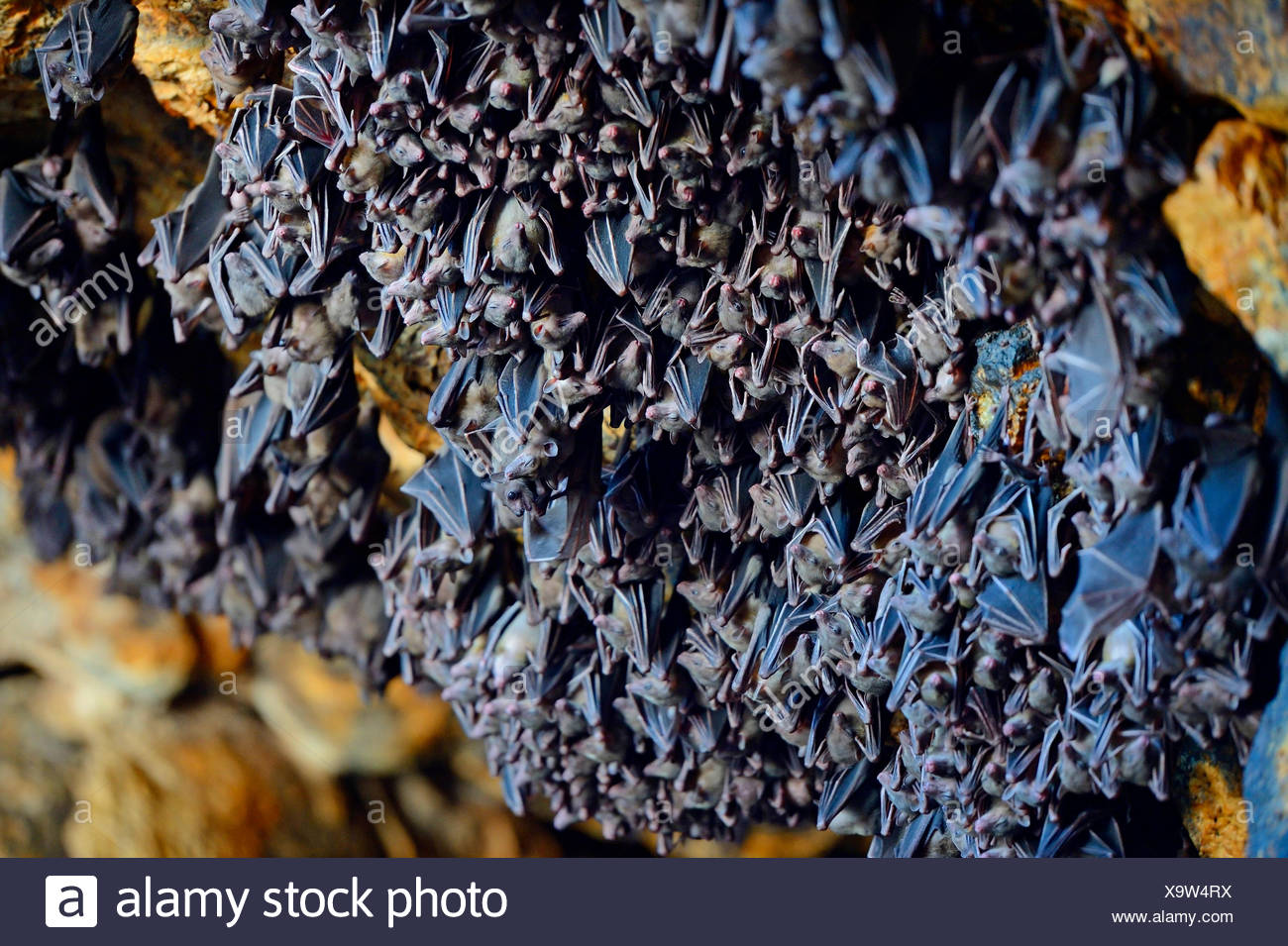 Hundreds Of Bats In A Cave Directly Above The Altar Of The Hundreds Of Bats In A Cave Directly Above The Altar Of The