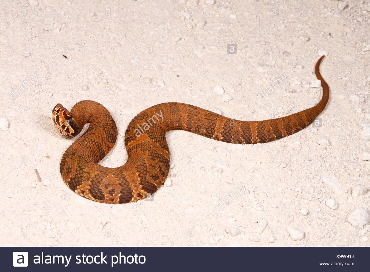 Agkistrodon Piscivorus Cottonmouth High Resolution Stock Photography