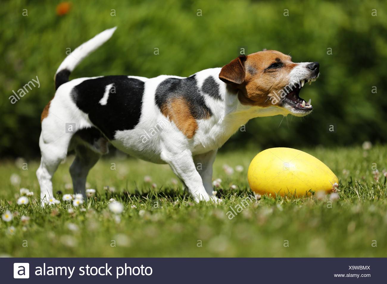 Jack Russell Barking High Resolution Stock Photography and Images Alamy