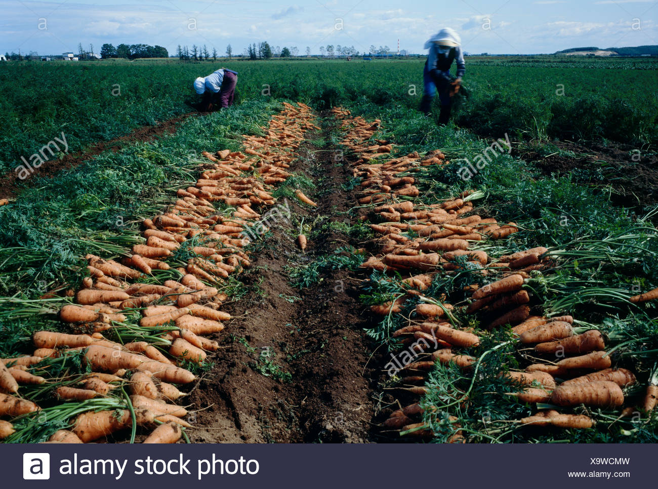 Carrot Field Stock Photos And Carrot Field Stock Images Alamy