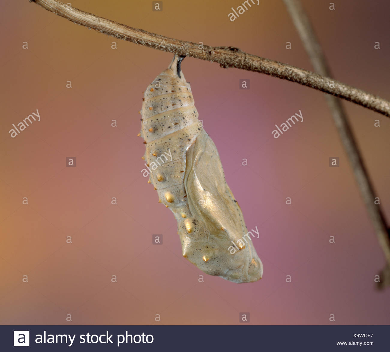 Painted Lady Butterfly Chrysalis Stock Photos & Painted Lady Butterfly