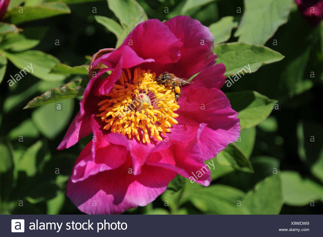 European peony Stock Photo