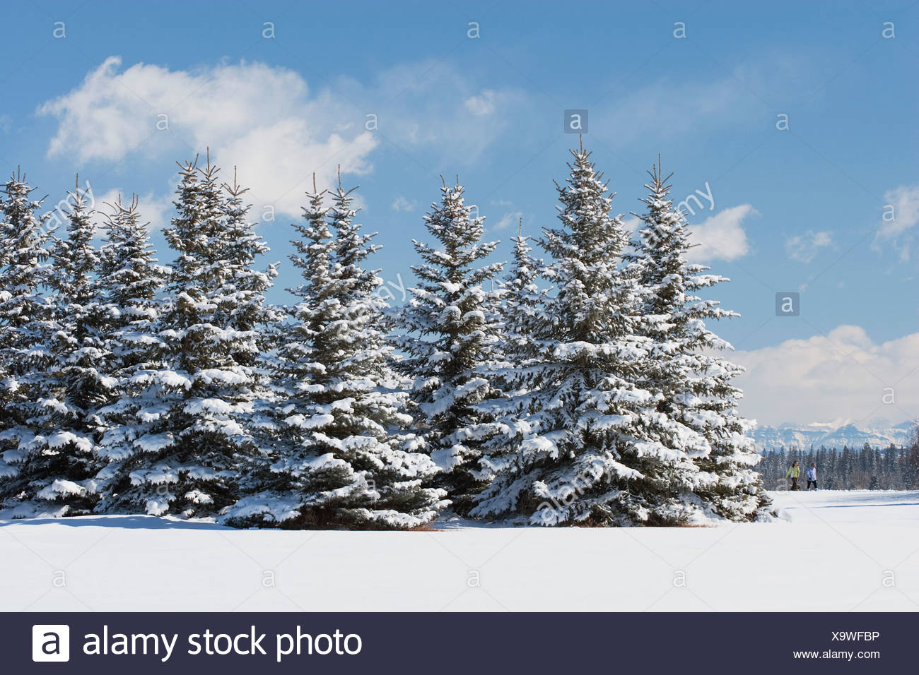 Snow Covered Evergreen Trees Calgary Stock Photos Snow Covered