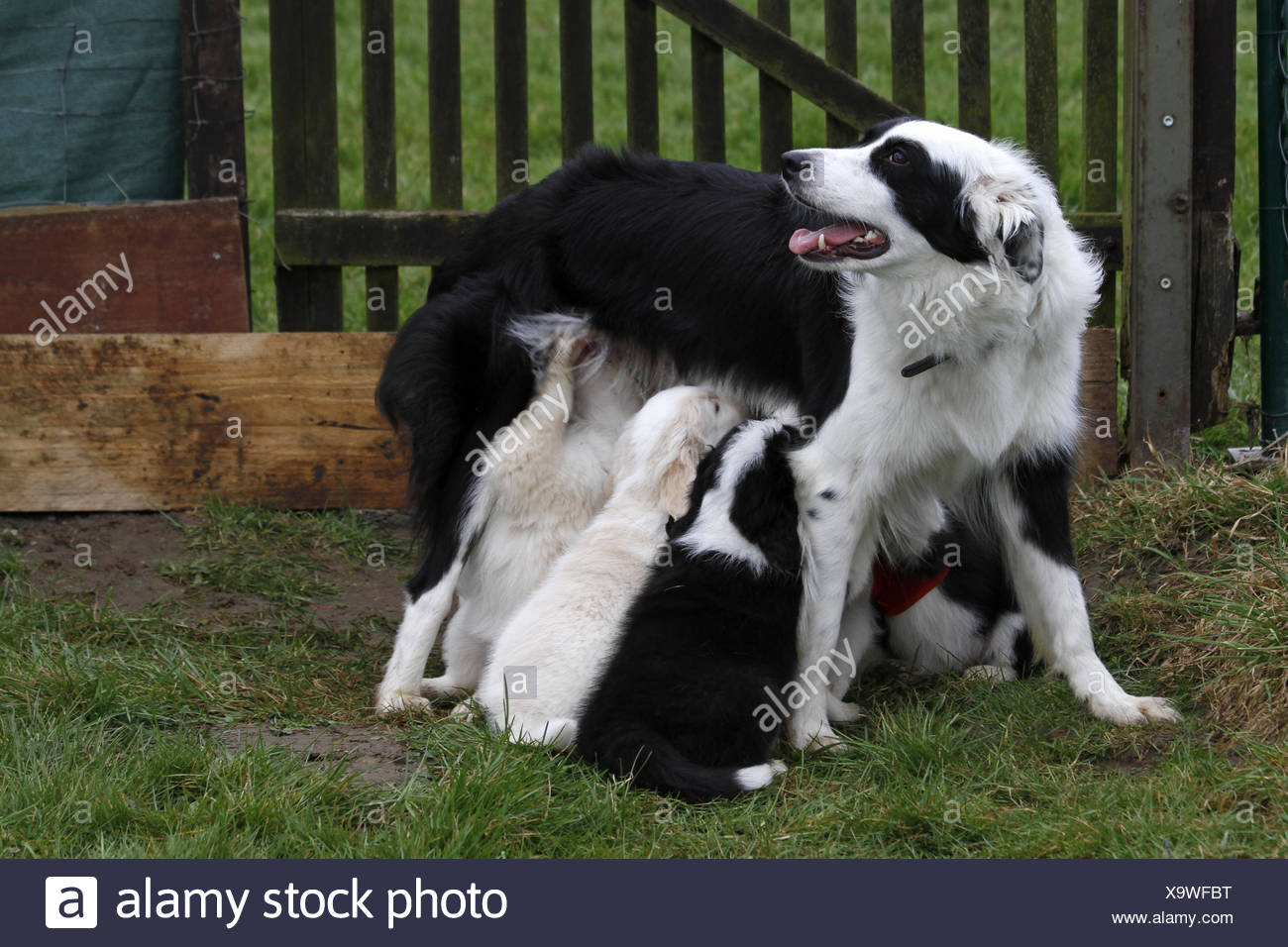 Beige Long Hairs Puppy Animal Child Cute Game Tournament