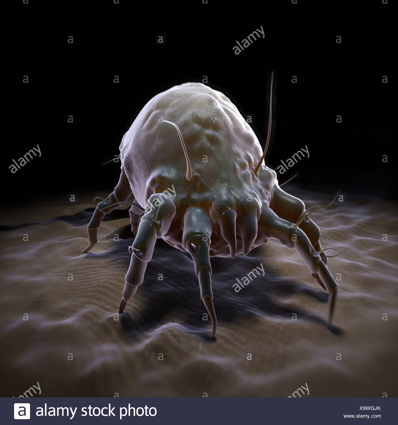 House Dust Mite Stock Photo Alamy House Dust Mite Stock Photo Alamy