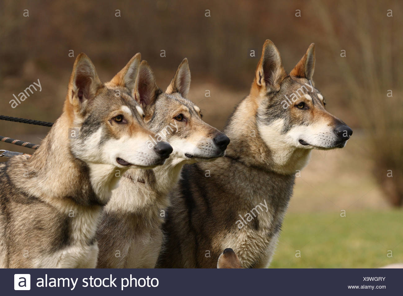 Saarloos Wolfdog Stock Photo Alamy