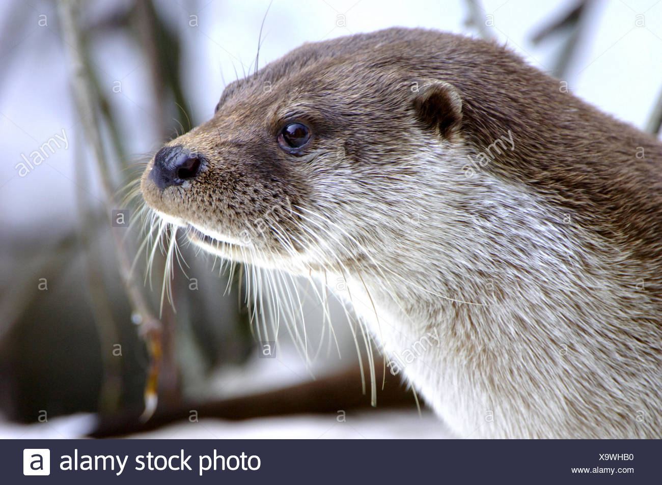 Hairy Nosed Otter Stock Photos & Hairy Nosed Otter Stock Images - Alamy
