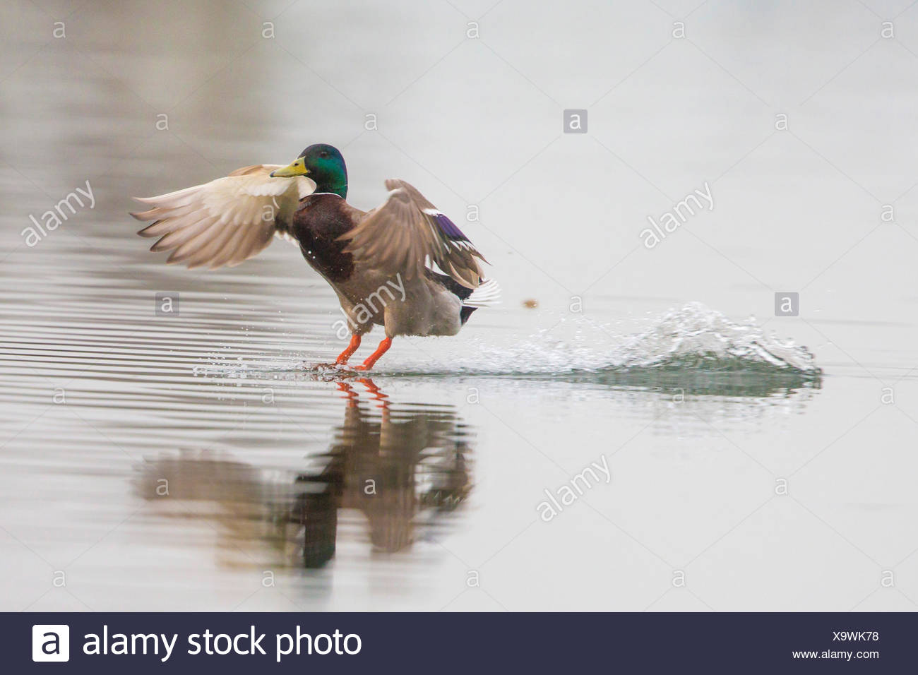 Male Duck Landing On Water High Resolution Stock Photography And Images Alamy,Best Laminate Flooring For Bathroom