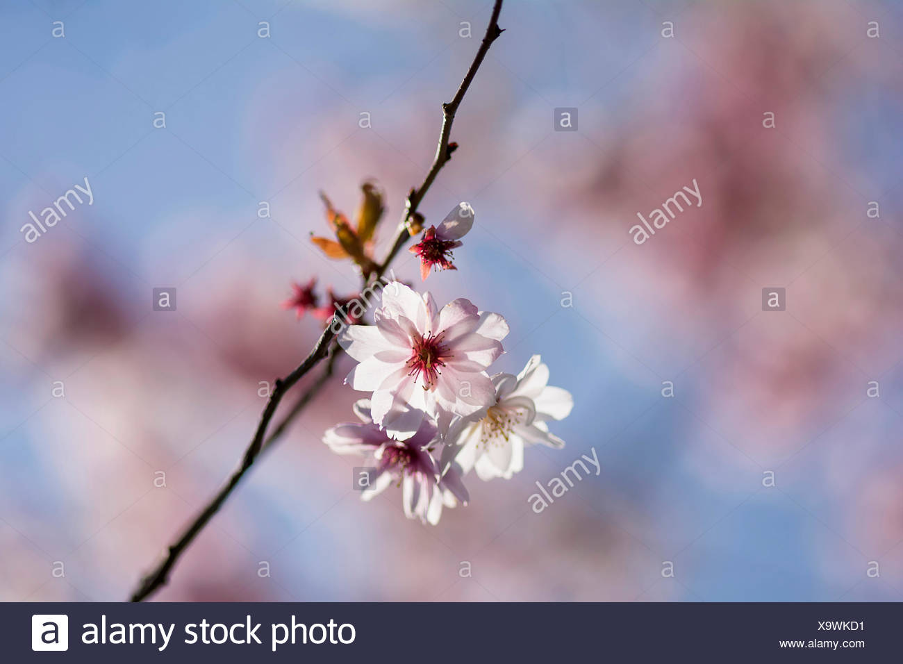 Cherry Rosebud Cherry Autumnalis Prunus X Subhirtella Autmnalis Winter Cherry Pink Blossoms Growing Outdoor Stock Photo Alamy Cherry Rosebud Cherry Autumnalis Prunus X Subhirtella Autmnalis Winter Cherry Pink Blossoms Growing Outdoor Stock Photo Alamy