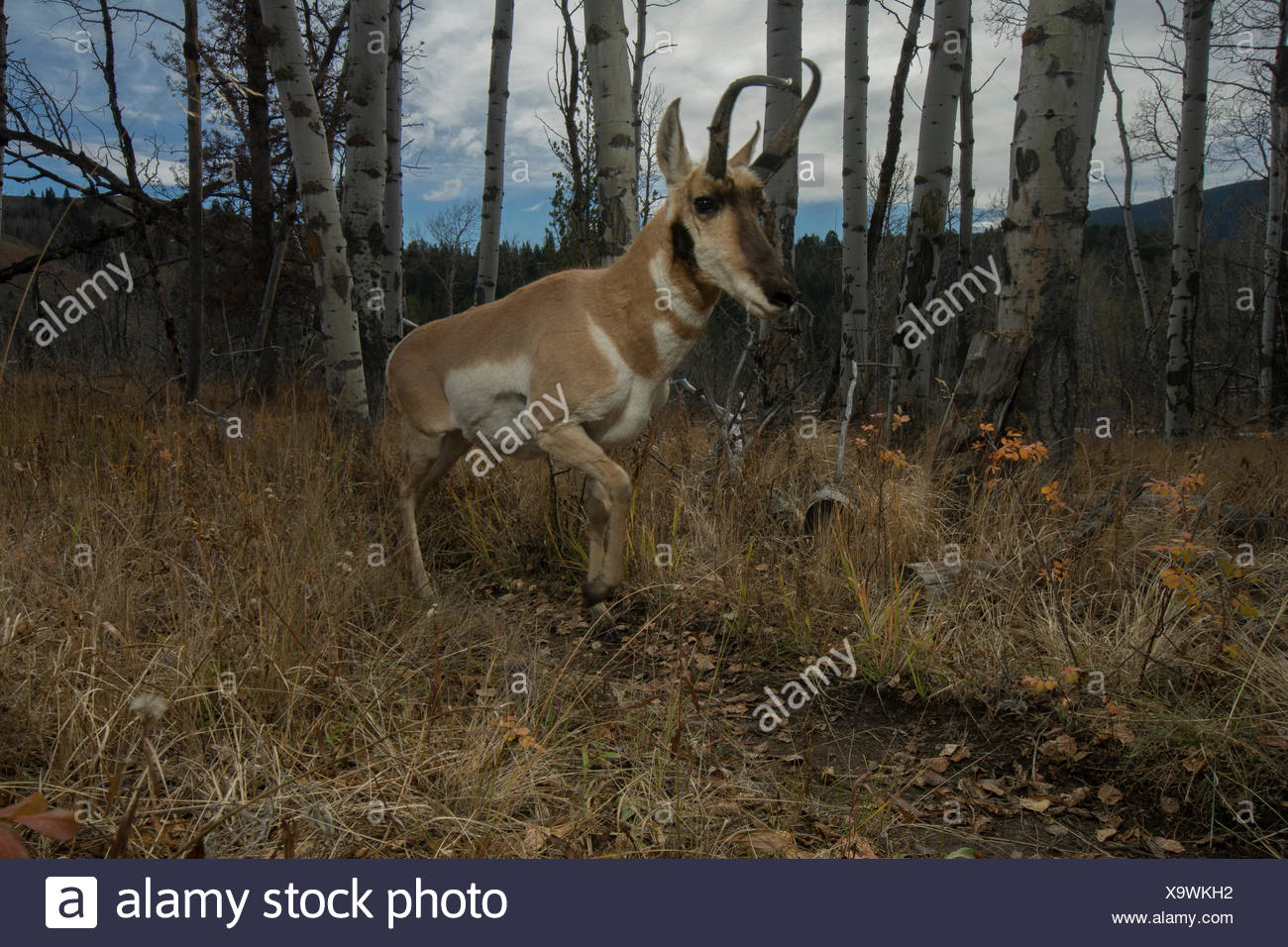 Antelopes Stock Photos & Antelopes Stock Images - Alamy