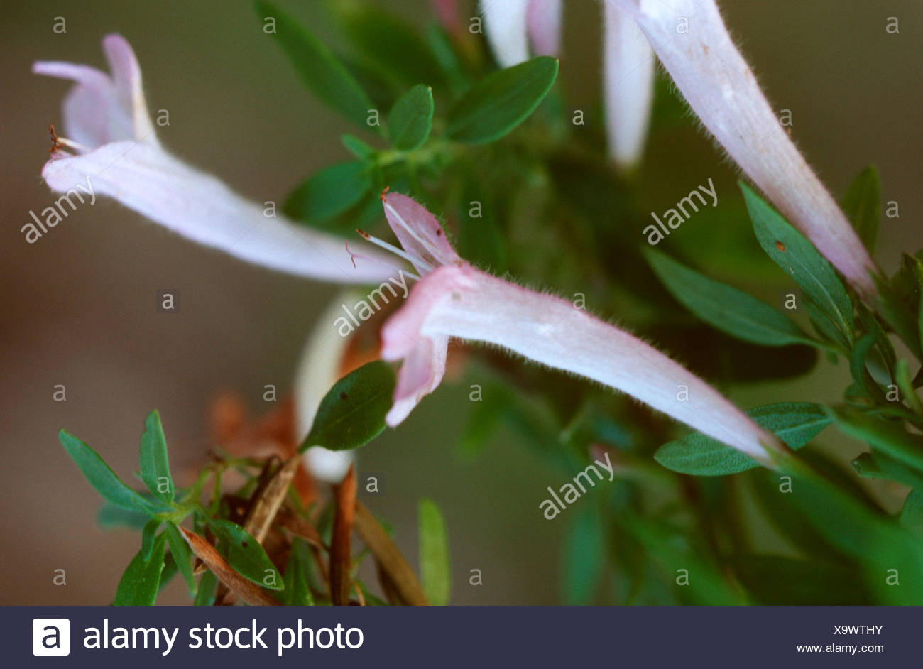Rosemary Mint Stock Photos & Rosemary Mint Stock Images Alamy