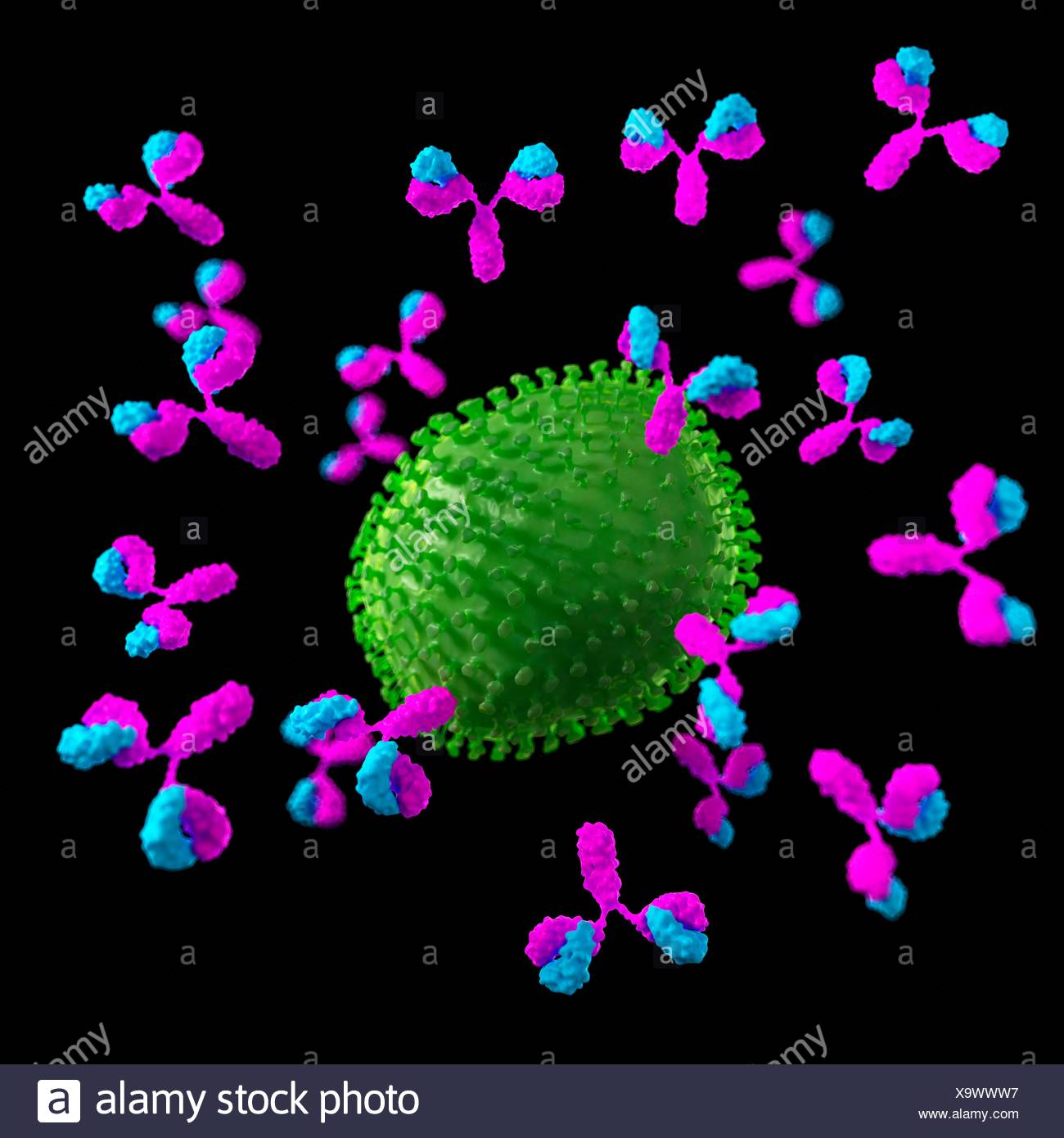 Antibodies Attacking Stock Photos & Antibodies Attacking Stock Images