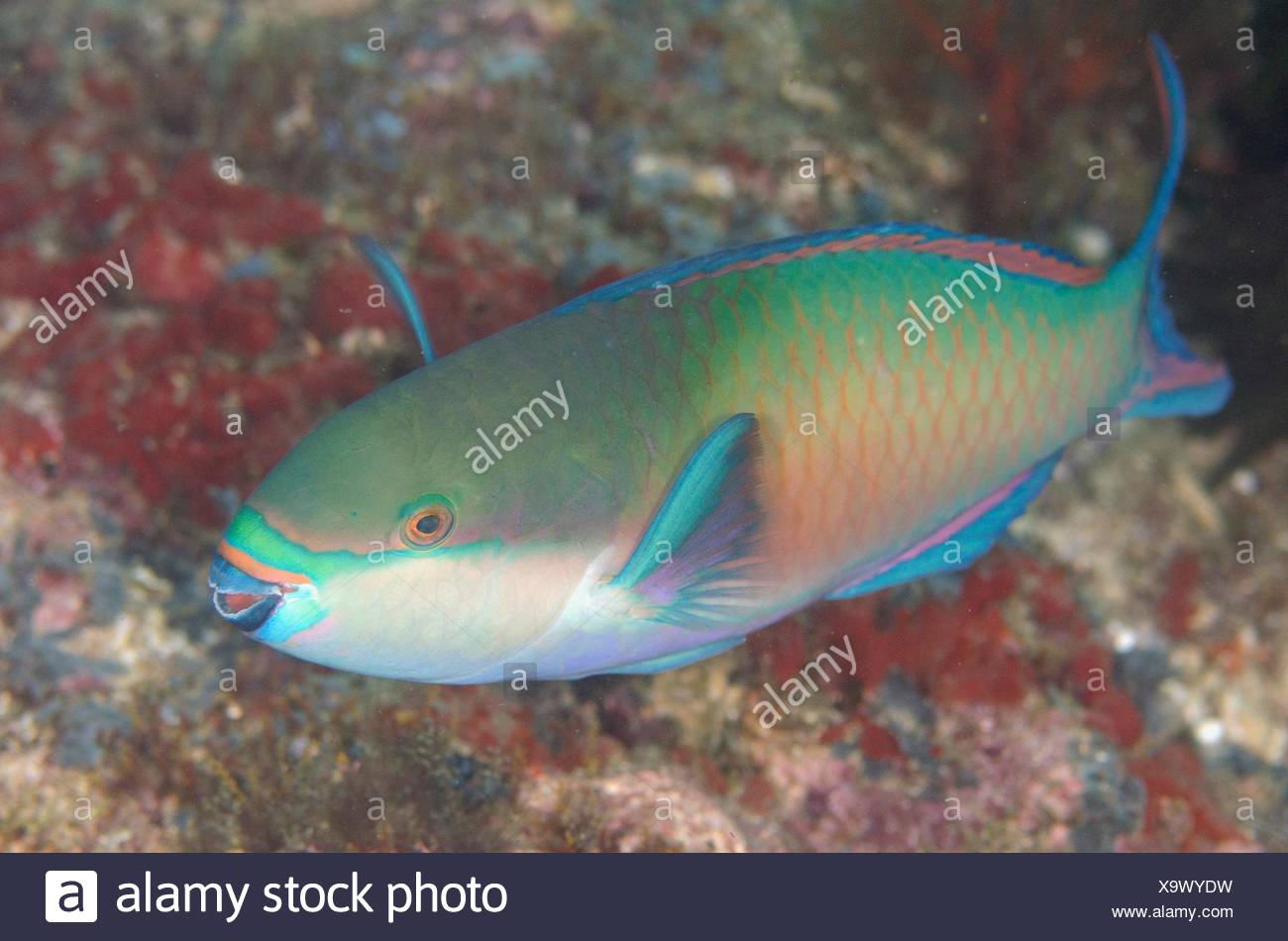Whitespot Parrotfish High Resolution Stock Photography and Images Alamy