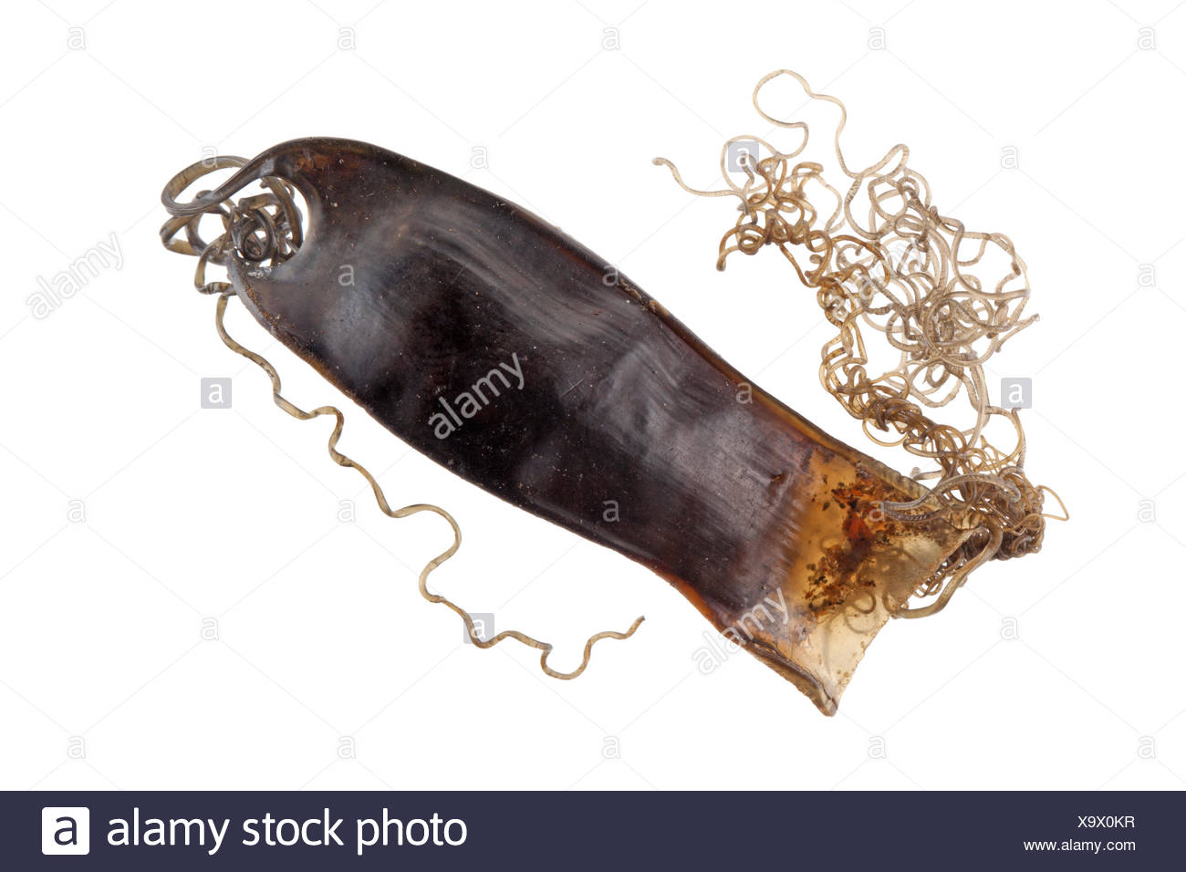 Spotted Catshark Egg High Resolution Stock Photography and Images Alamy