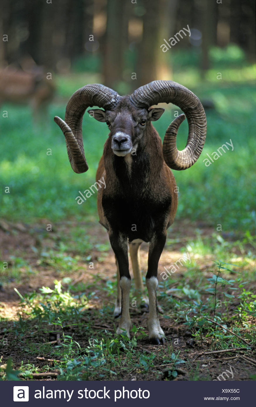 Argali High Resolution Stock Photography and Images - Alamy