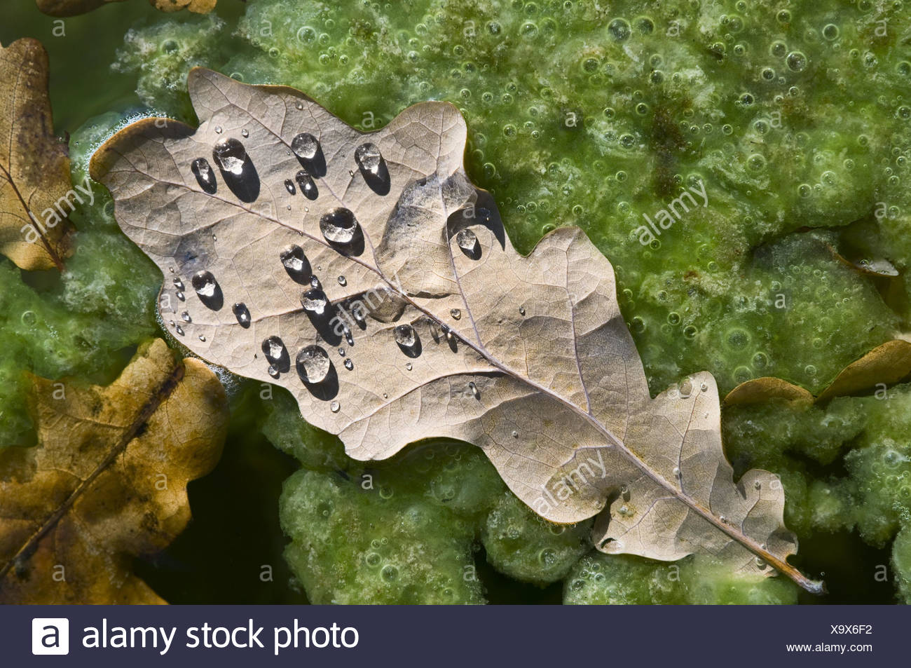 Acorn leaves, drop of water, leaves, drop, dewdrop, pond, waters, nature,  season, autumn, sunlight, medium close-up, trickle down Stock Photo - Alamy