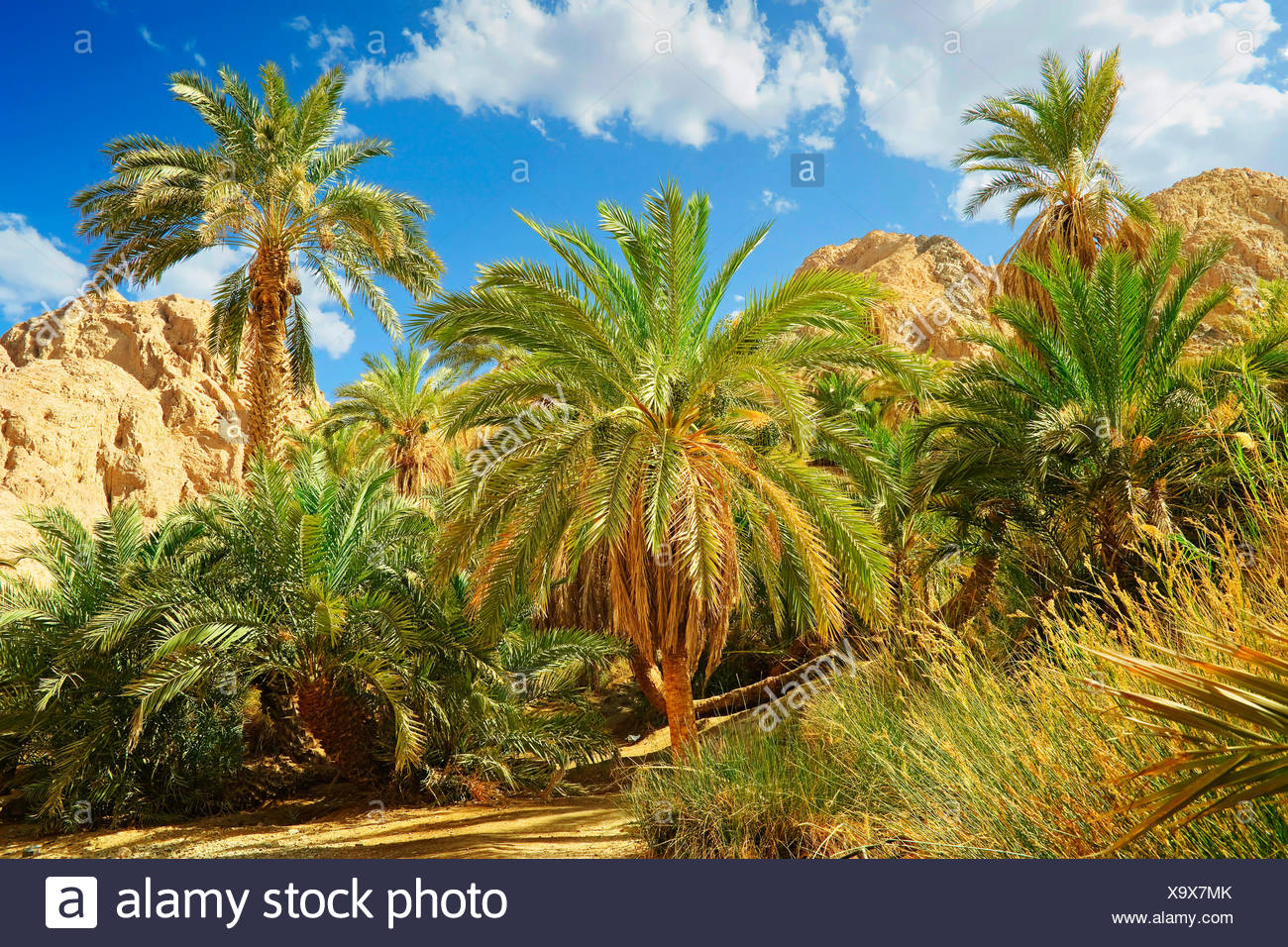 Desert Wasteland Africa Palms Oasis Egypt East Palmtrees Mountains