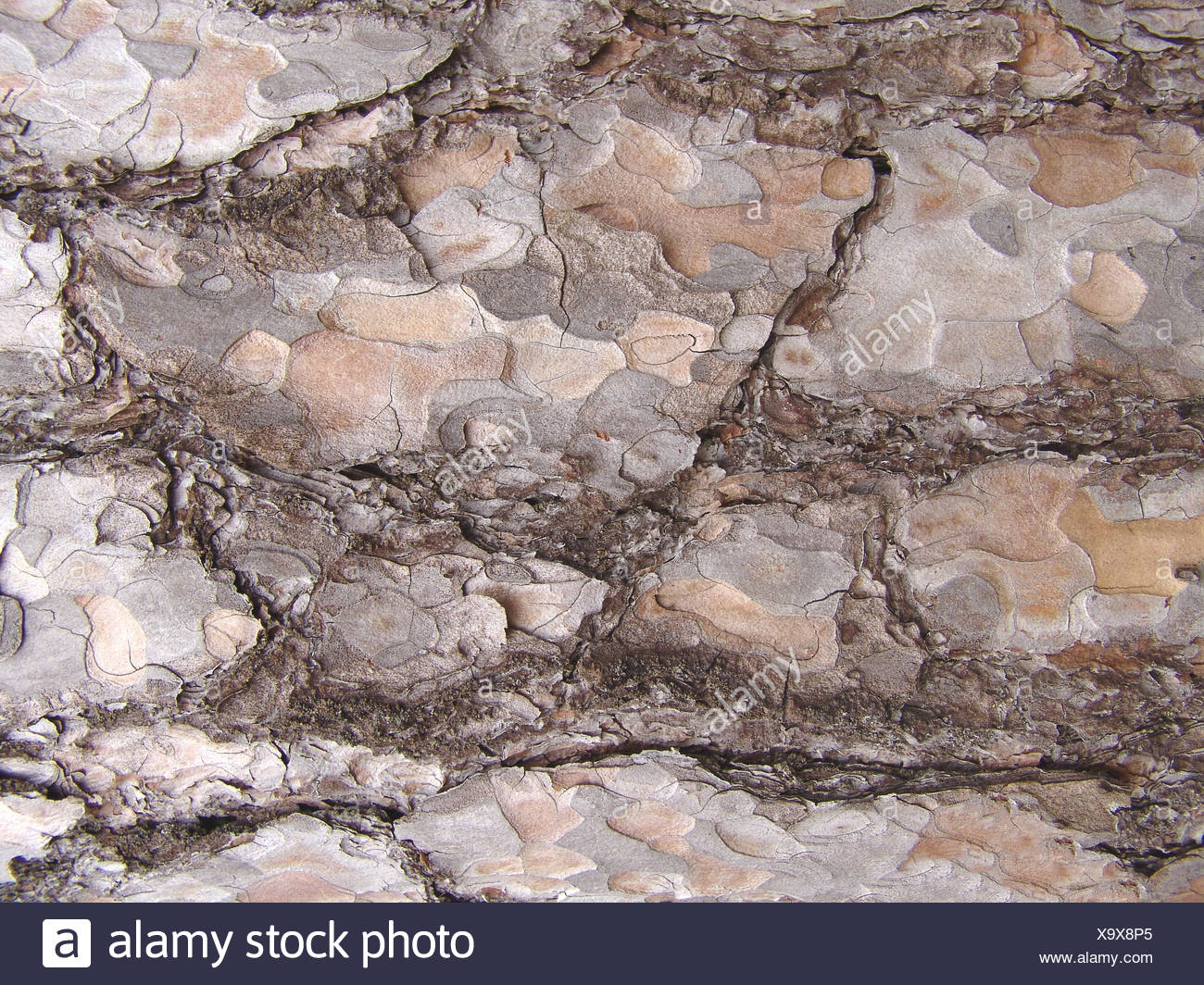 Tree Wood Trunk Pine Skin Bark Conifer Crannies Fissured Cracked Kiefernrinde Stock Photo Alamy