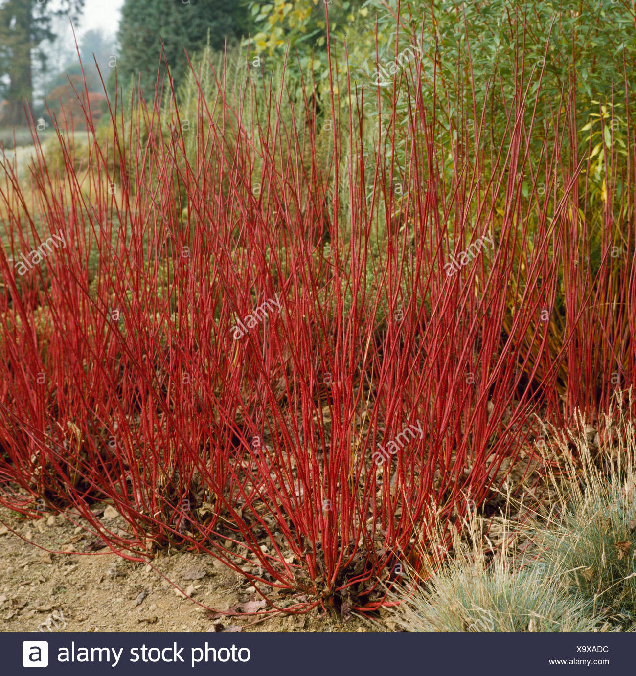 Cornus Alba Sibirica Stock Photos Cornus Alba Sibirica Stock