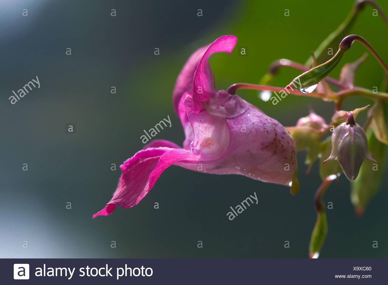 Himalayan Balsam (Impatiens glandulifera) Stock Photo