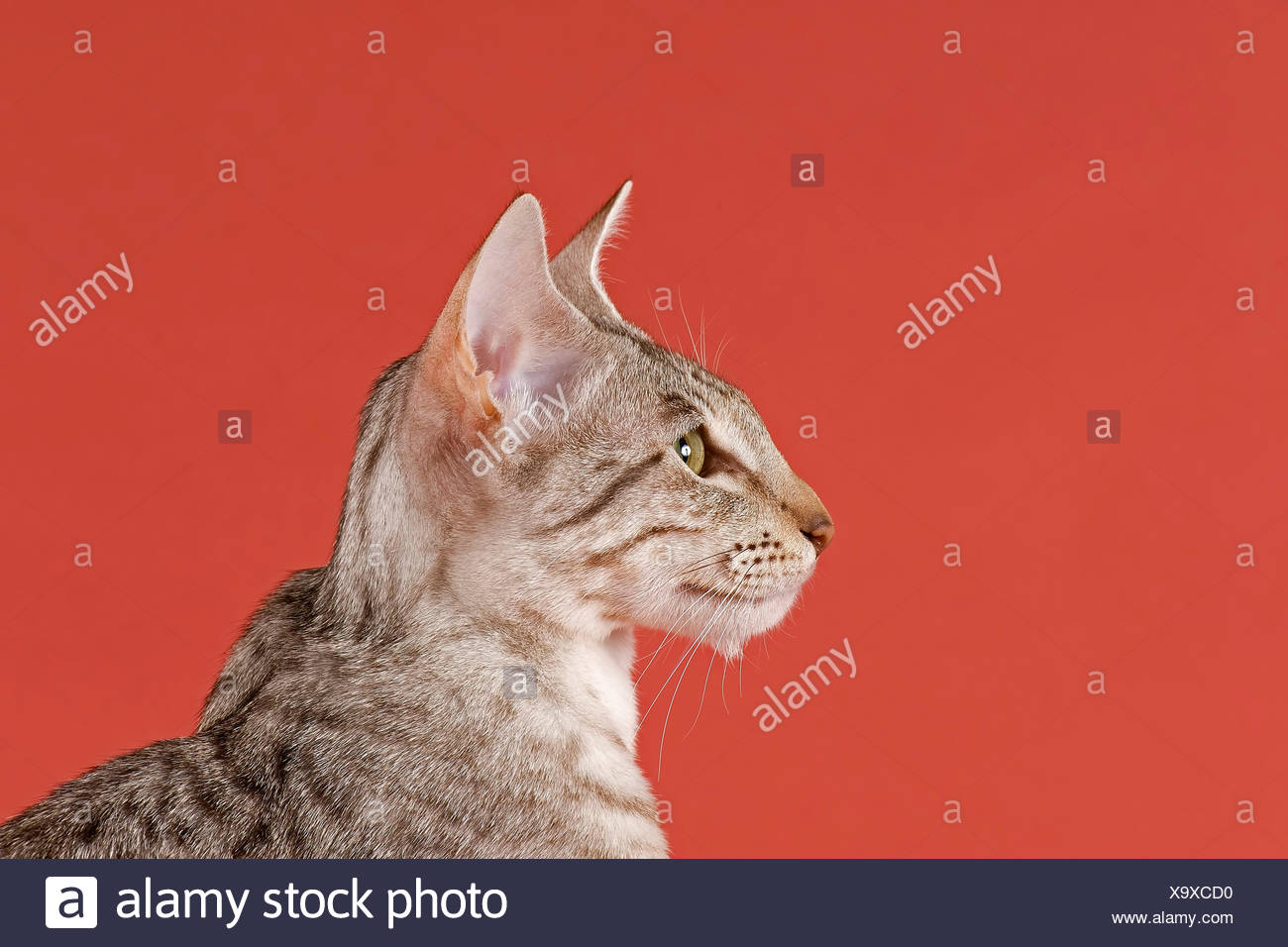 Pedigree Cat Oriental Shorthair Cat Breed Colour Silver Spotted