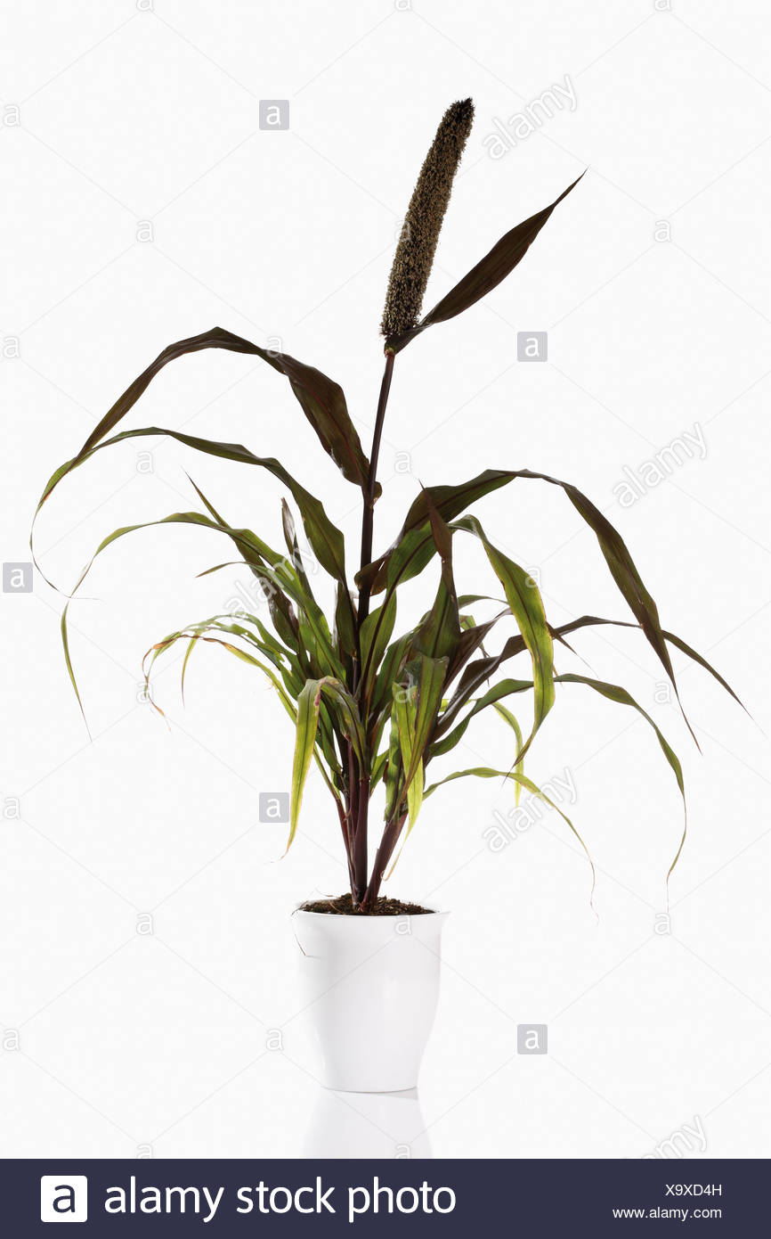 Millet Plant High Resolution Stock Photography and Images - Alamy