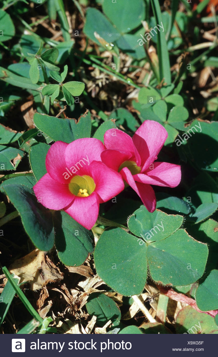 Purple Woodsorrel Oxalis Purpurea Plant With Two Flowers Portugal Madeira Stock Photo Alamy