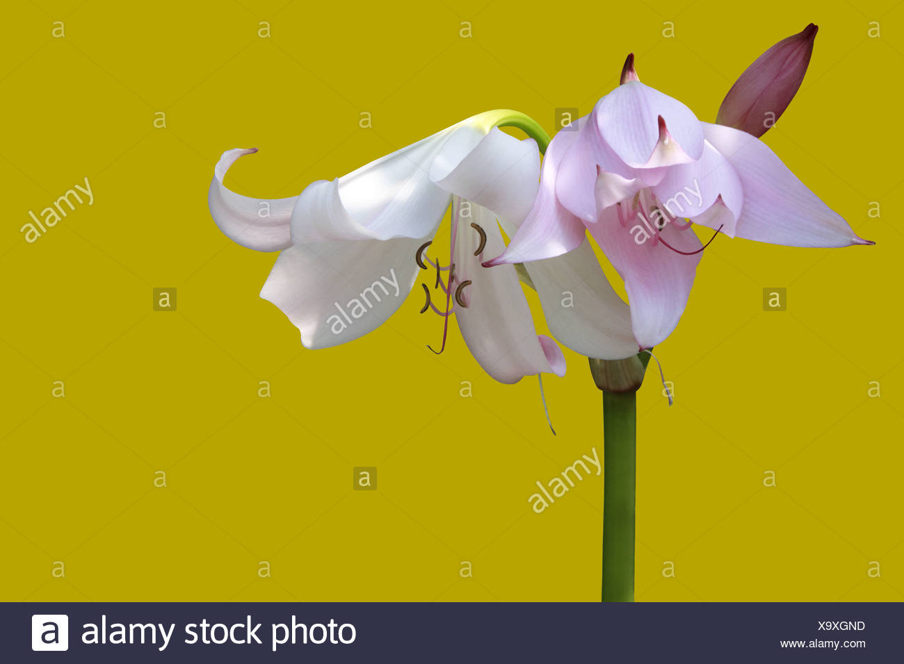 crinum powellii Stock Photo