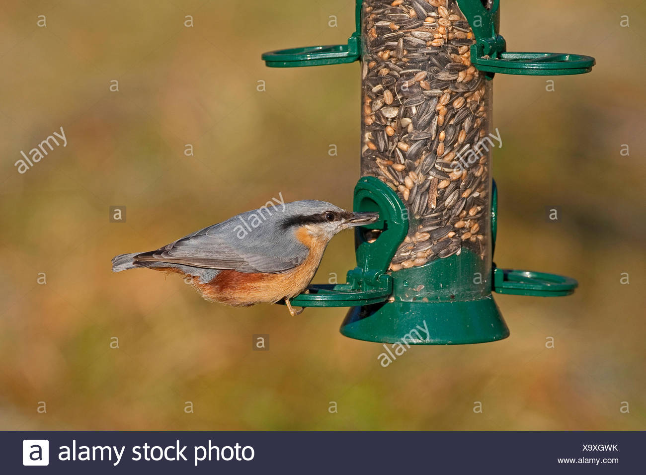 Tube Bird Feeder Stock Photos Tube Bird Feeder Stock Images Alamy