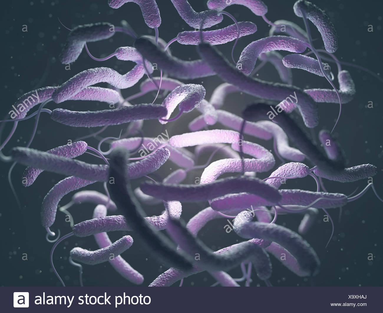 Vibrio Cholerae And Flagella Stock Photos & Vibrio Cholerae And ...