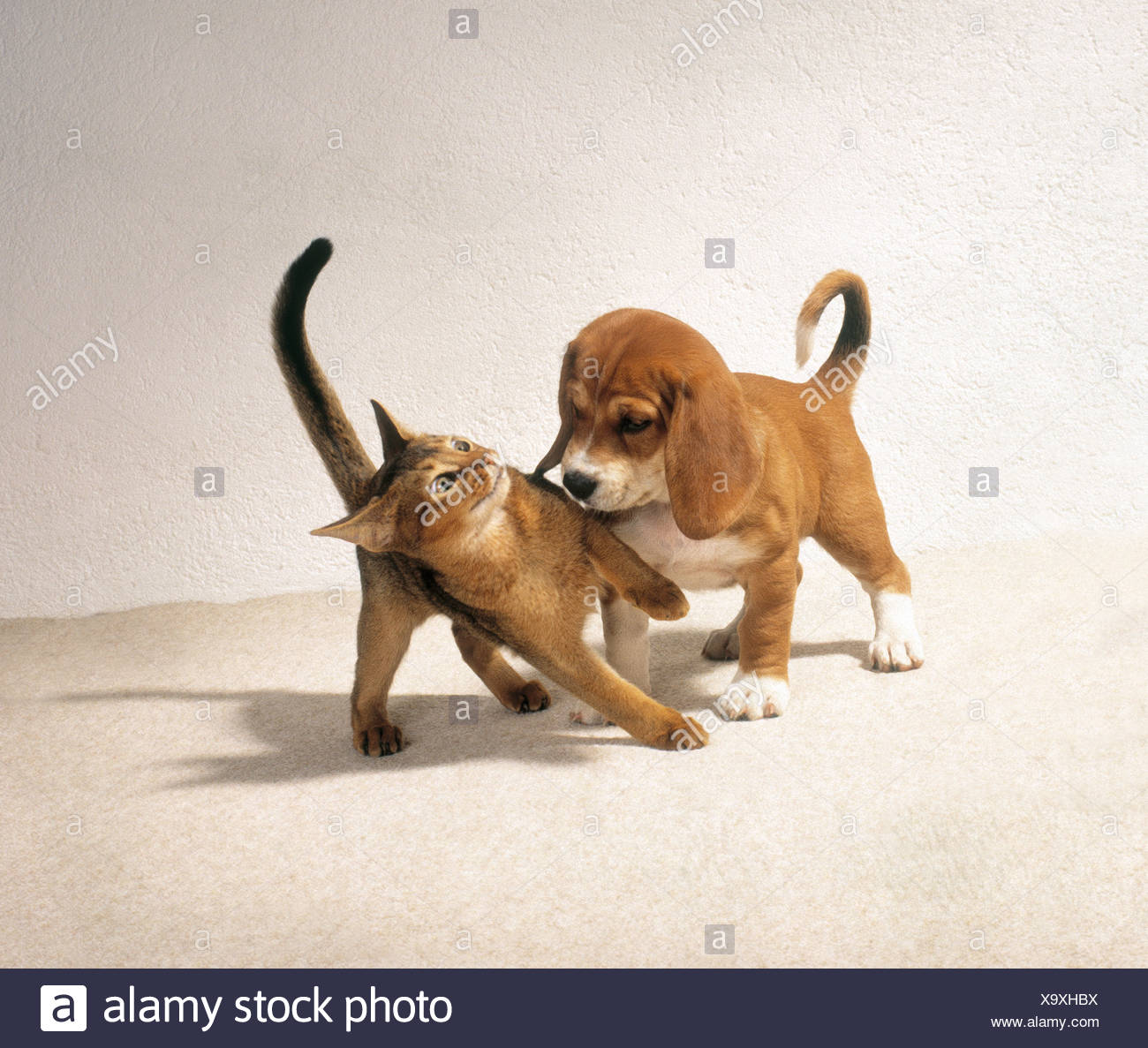abyssinian cat dogs