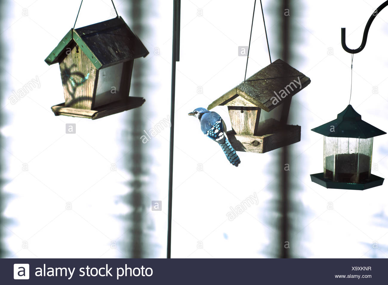 Blue Jay Perched On Bird Feeder Maricourt Quebec Stock Photo