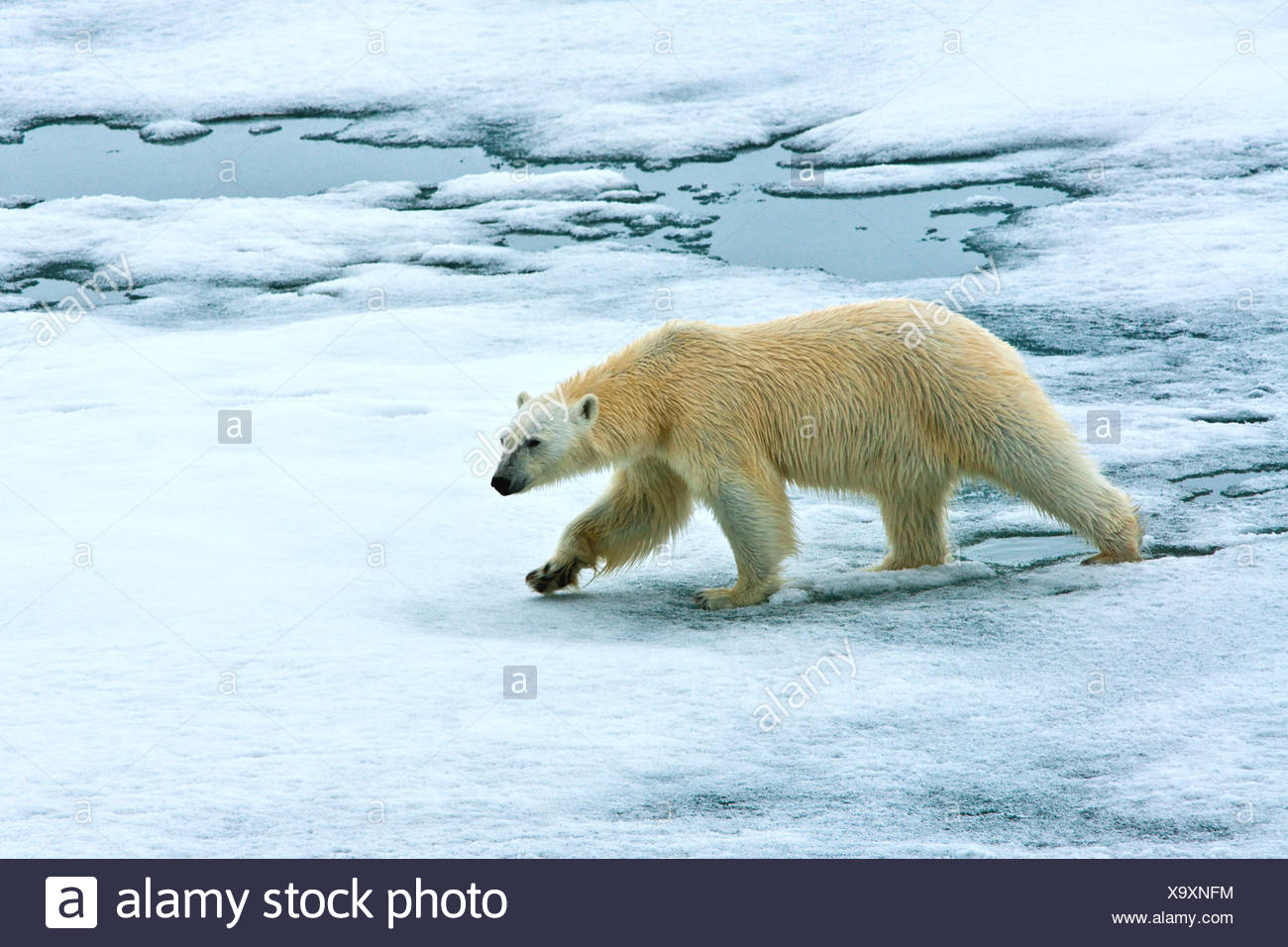 Polar Ice Caps Animals High Resolution Stock Photography and Images Alamy