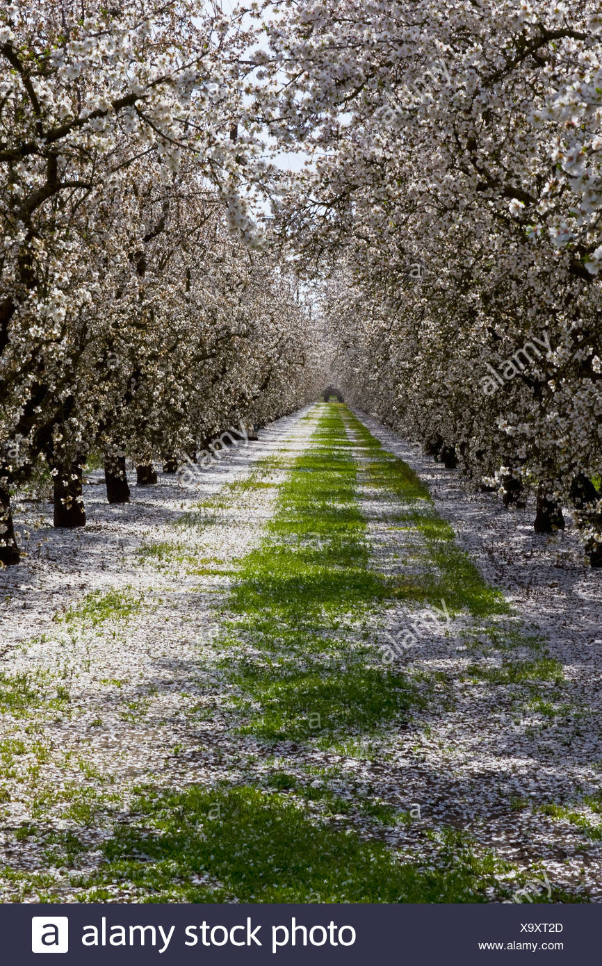 Almond Grove California Stock Photos & Almond Grove California Stock