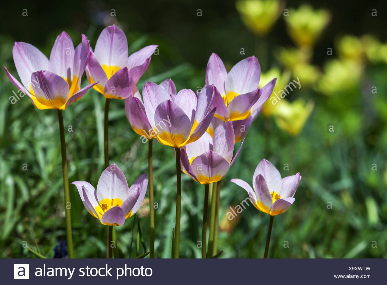 12 SAXATALIS WILD TULIP|Amazing Little Lilac /& Yellow Flowers|Larger 6 Size