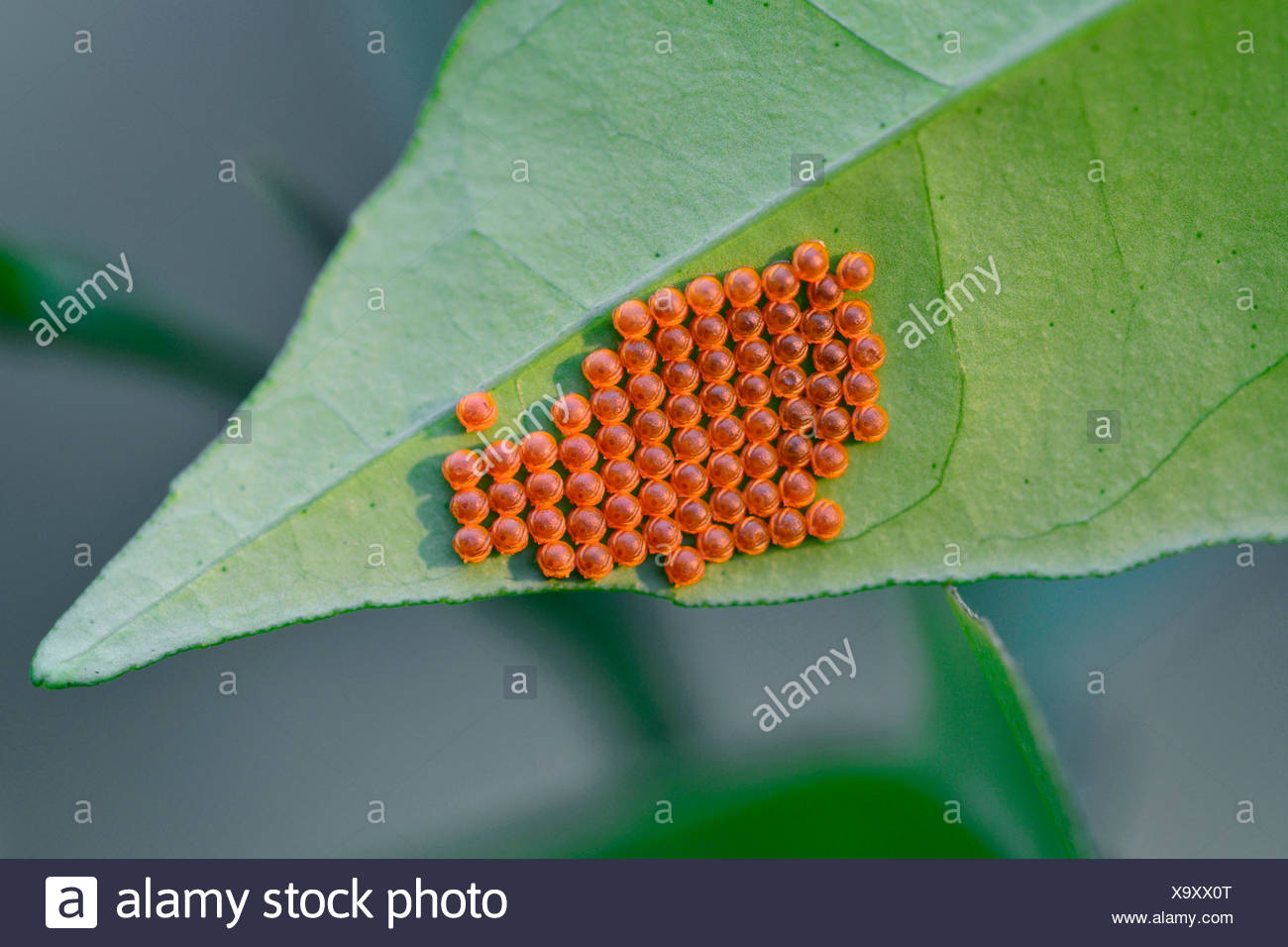 Swallowtail Butterfly Egg Stock Photos & Swallowtail Butterfly Egg Stock Images Alamy