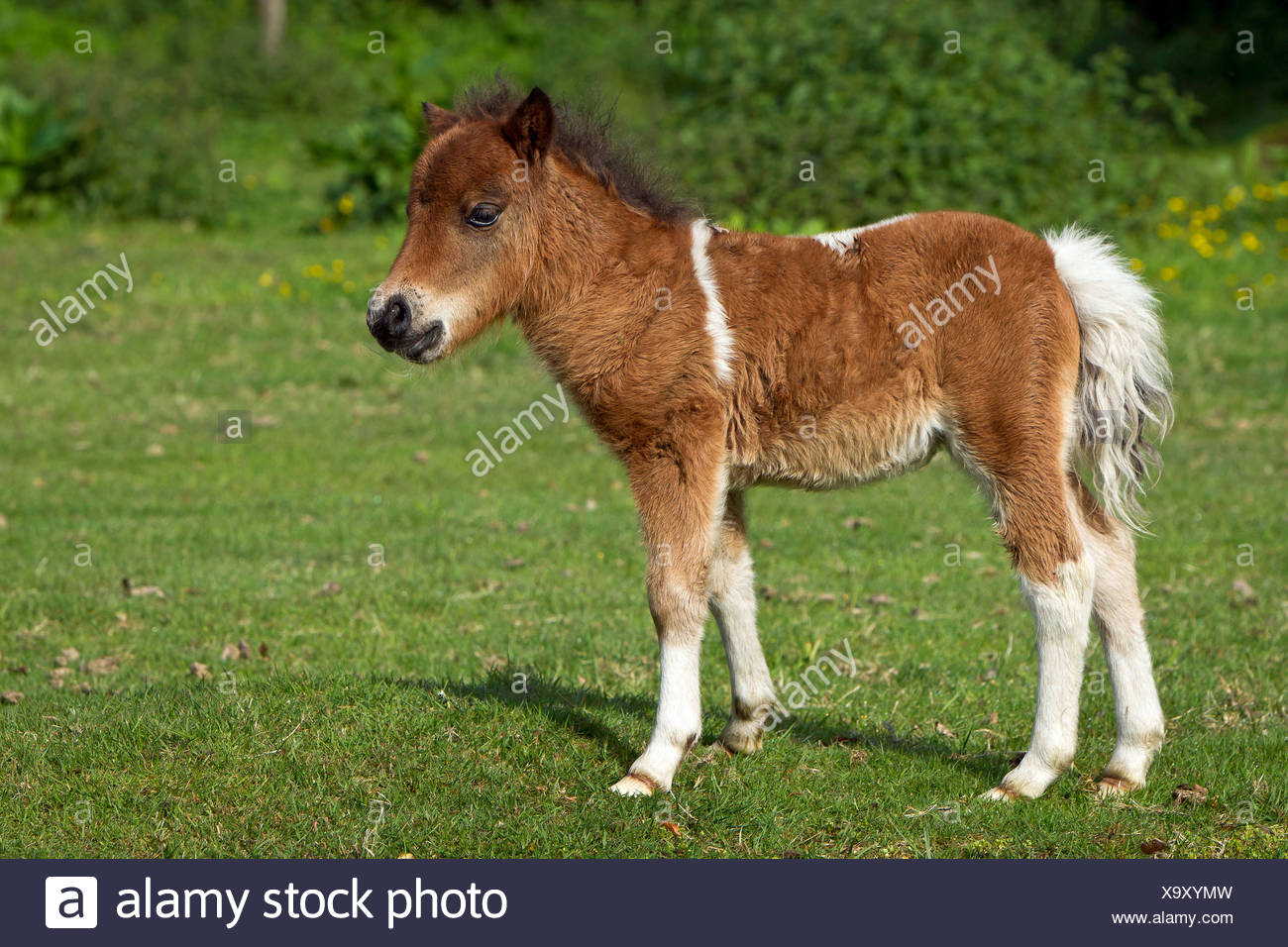 Miniature Shetland Pony Pinto Foal Standing On A Meadow Stock Photo Alamy