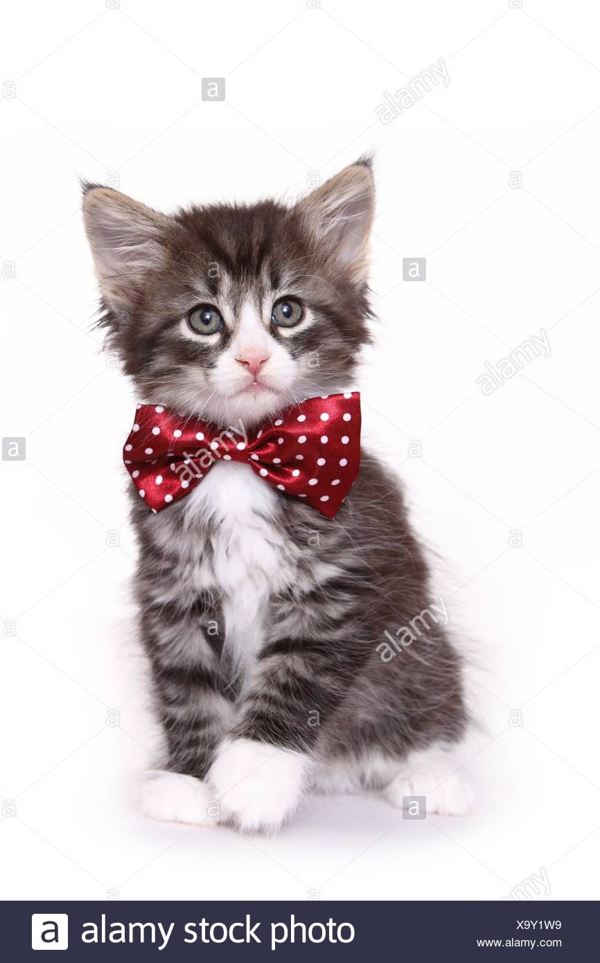 bows for kittens