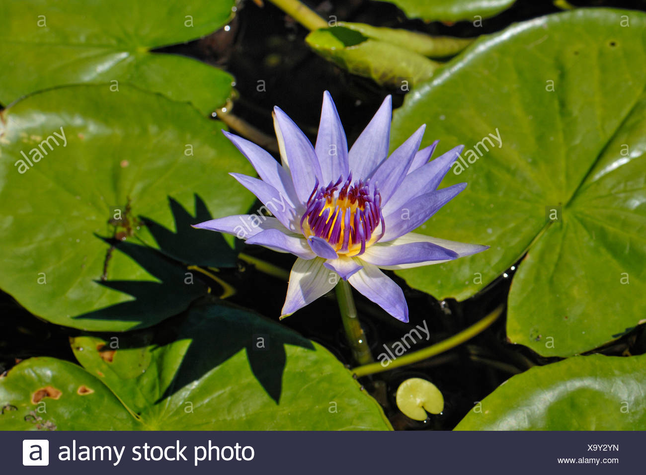 Blue Egyptian Water Lily High Resolution Stock Photography and Images ...