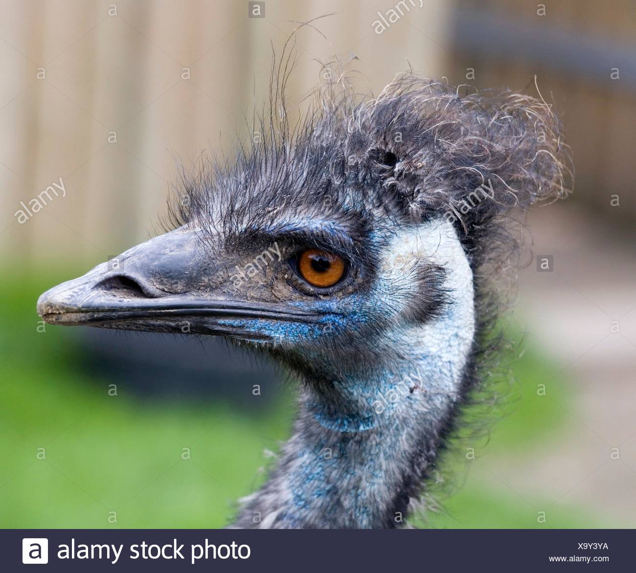 Emu Blue Head Brown Eyes Close Up Stock Photo Alamy