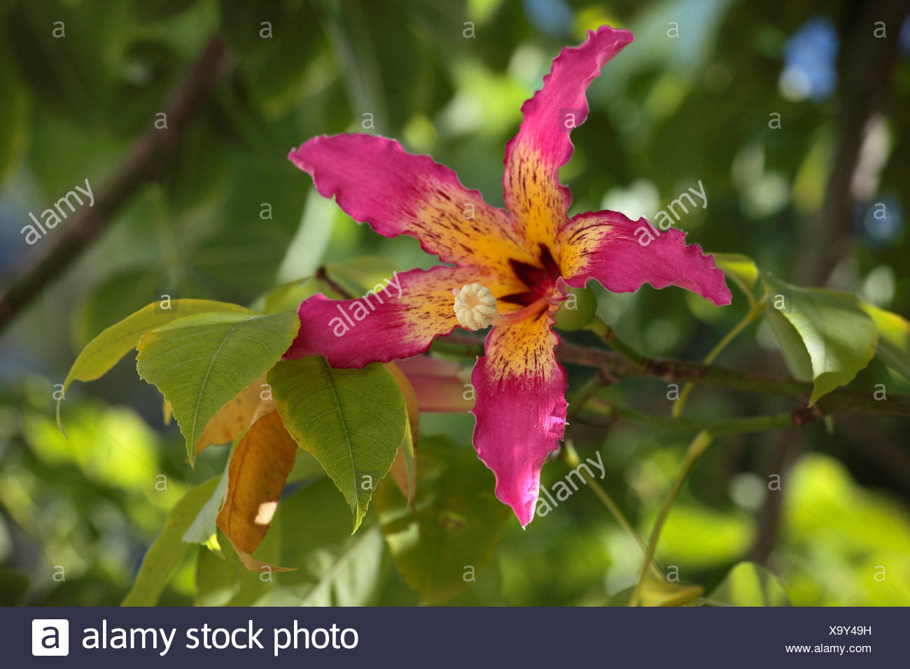 Silk Floss Tree Kapok Floss Silk Tree Ceiba Del Brasil Chorisia Speciosa Flower Turkey Antalya Stock Photo Alamy Silk Floss Tree Kapok Floss Silk Tree Ceiba Del Brasil Chorisia Speciosa Flower Turkey Antalya Stock Photo Alamy