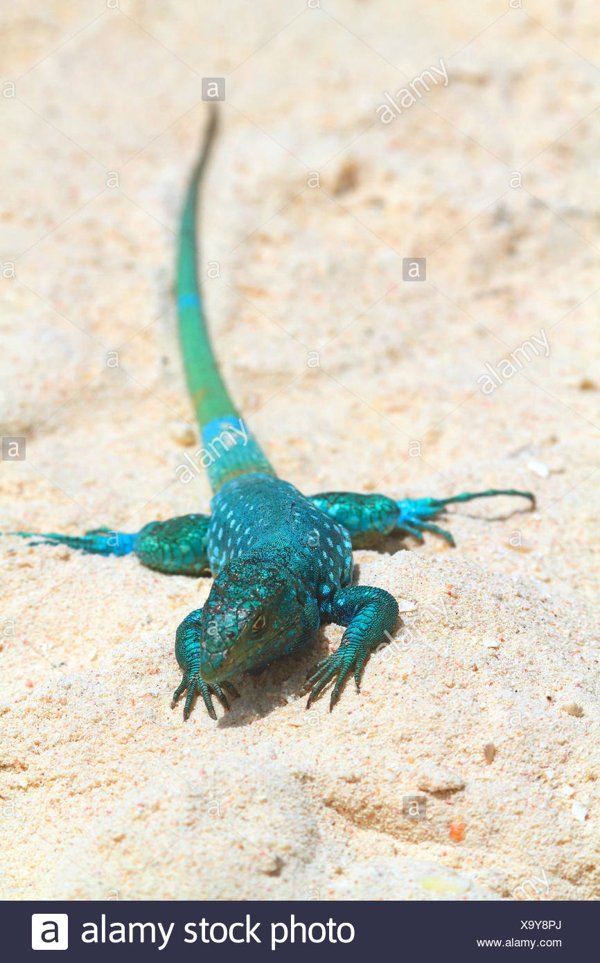 Aruba Whiptail Lizard High Resolution Stock Photography and Images - Alamy